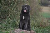 DOGUE DU TIBET 605